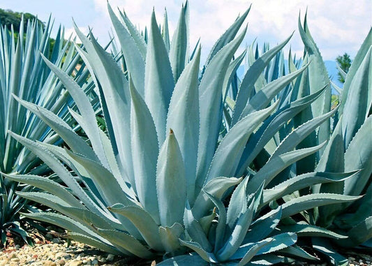 Agave Americana - 15 Seeds - Century Succulent Seeds Cactus Perennial Plant Garden - Tampa Home & Garden Store