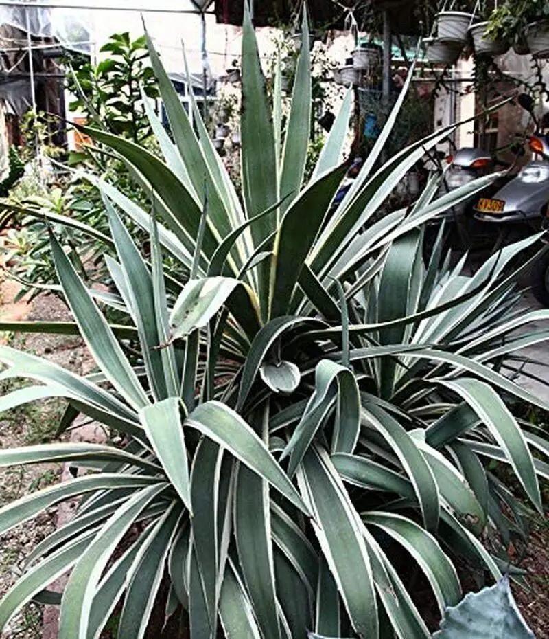 Agave Americana variegated plant with blue-green sword leaves and cream margins in a clump on Tampa Home & Garden Store