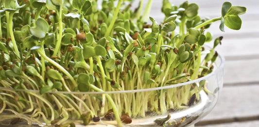 Alfalfa Sprouts organic non-GMO seeds in glass dish with bright green stems on Tampa Home & Garden Store