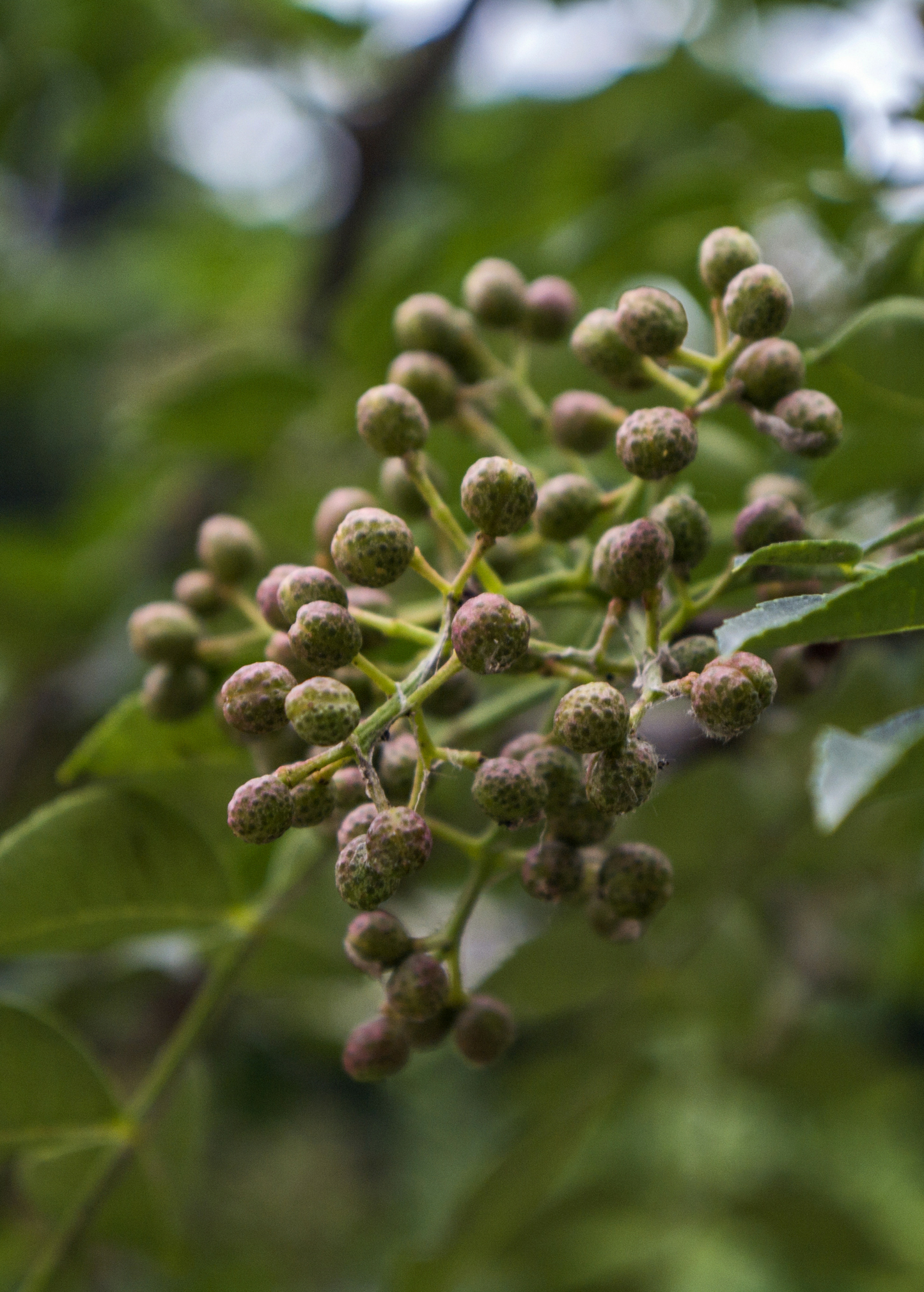 Allspice berries cluster on a Sow Exotic tropical fruit tree branch; green speckled fruit on Tampa Home & Garden Store