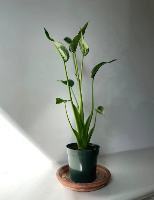 Alocasia Tiny Dancer potted plant with slender stems and small green leaves in a green pot on Tampa Home & Garden Store