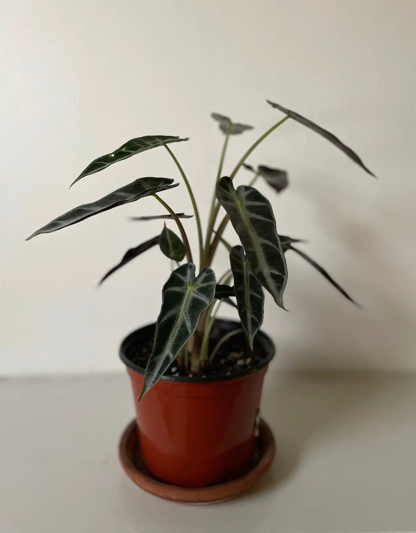 Alocasia Amazonica Bambino potted houseplant with dark green leaves and pale veins Dirt Bag on Tampa Home & Garden Store