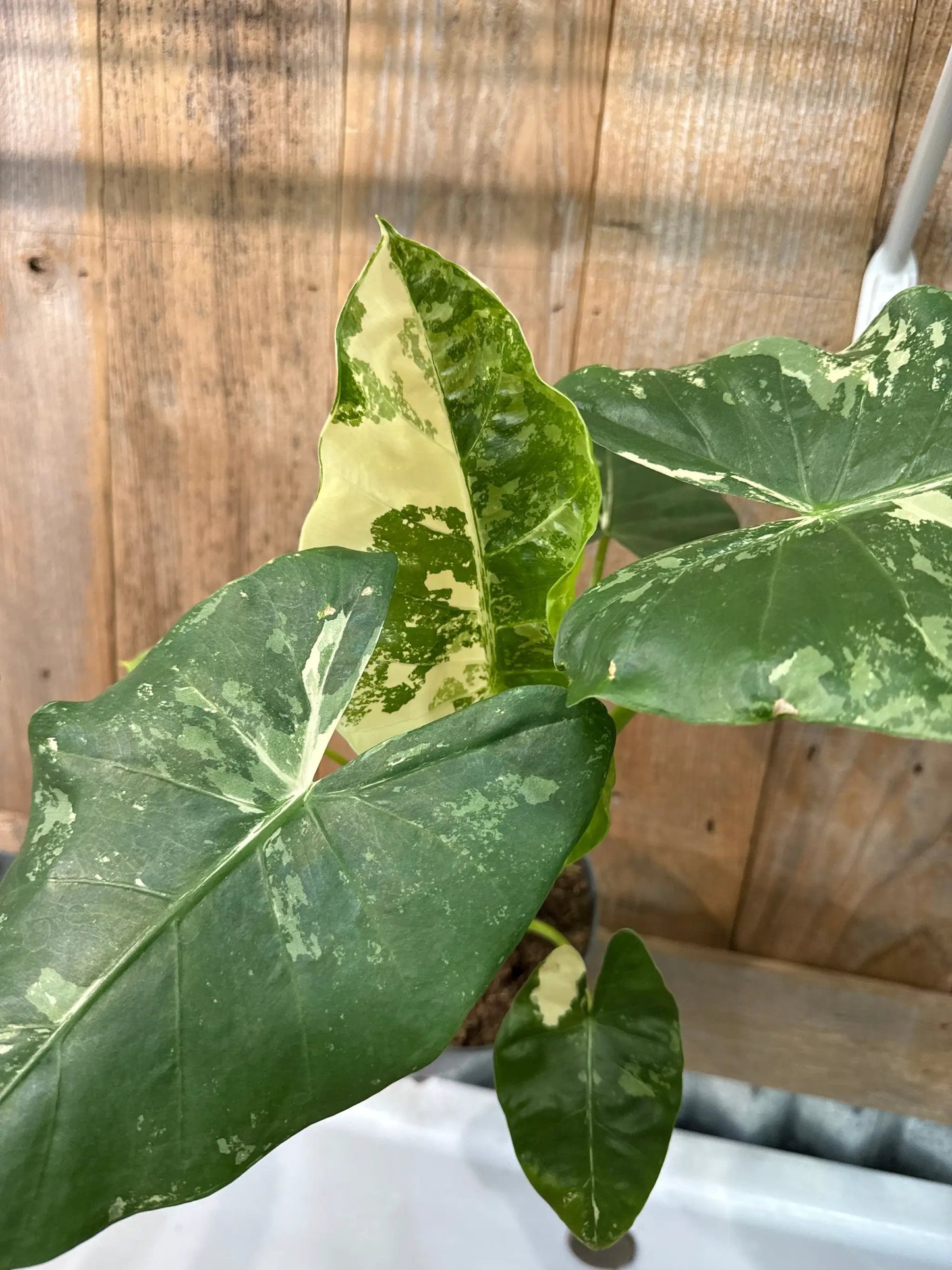 Alocasia Appaloose Gold variegated indoor plant with cream and green leaves on Tampa Home & Garden Store