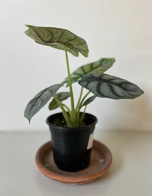 Jewel Alocasia Baginda Silver Dragon plant in small pot with green leaves and dark veins on Tampa Home & Garden Store