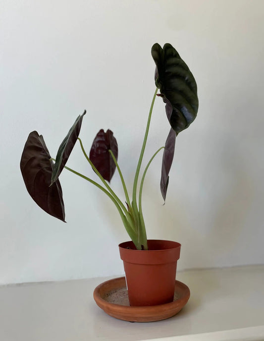 Alocasia Cuprea Red Secret houseplant with dark burgundy glossy leaves in a terracotta pot on Tampa Home & Garden Store