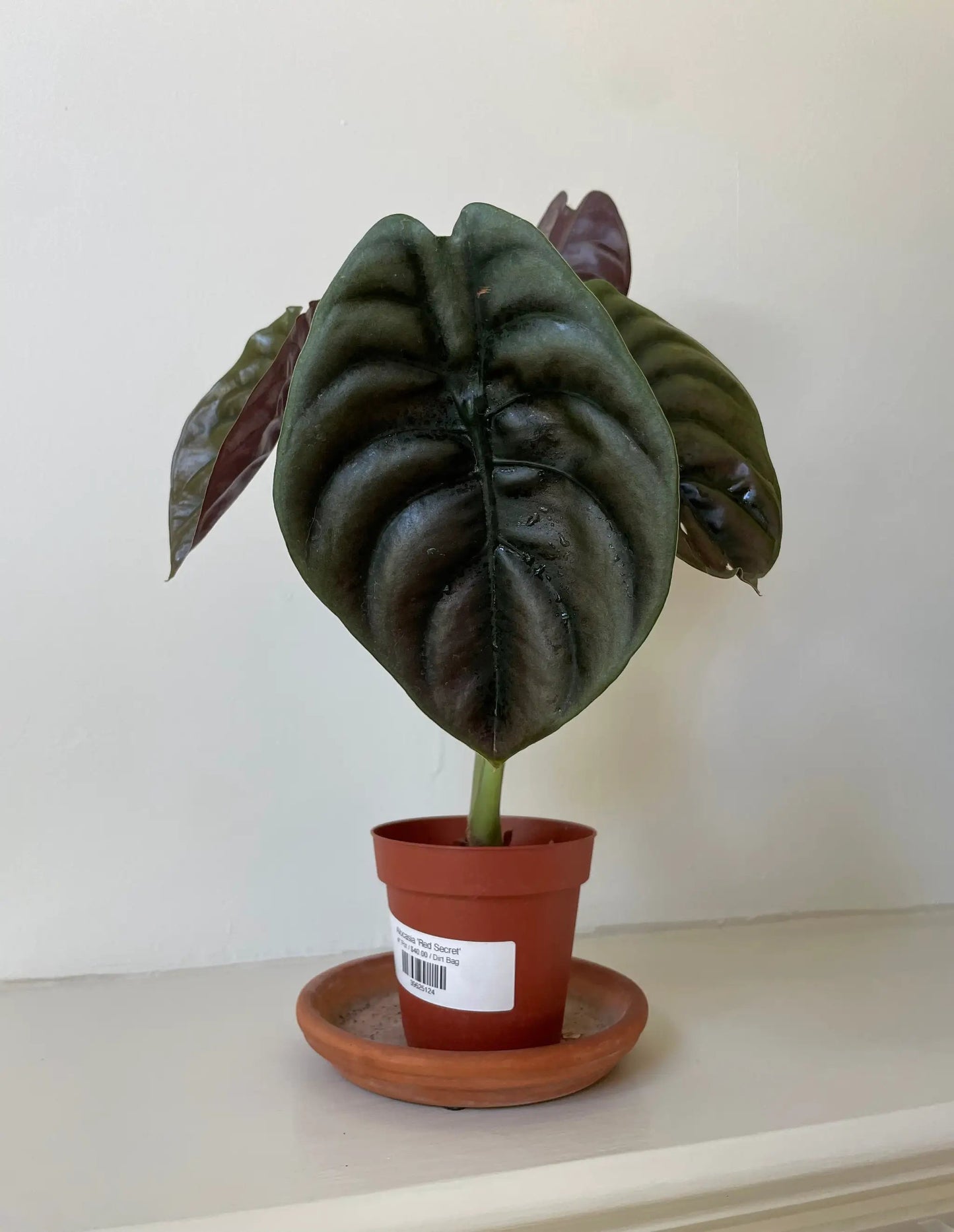 Alocasia Cuprea Red Secret houseplant in a small terracotta pot with glossy dark green leaves on Tampa Home & Garden Store