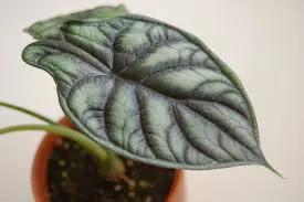 Alocasia Dragon Scale plant with silvery-veined green leaf in terracotta pot on Tampa Home & Garden Store