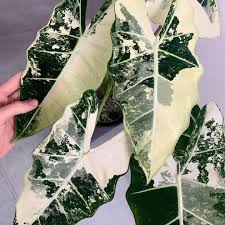 Alocasia Frydek Variegated - Tampa Home & Garden Store