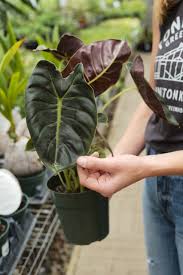 Alocasia Golden Bone - Tampa Home & Garden Store