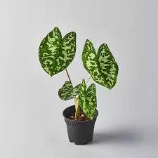 Alocasia Hilo Beauty plant with heart-shaped leaves in black pot on Tampa Home & Garden Store