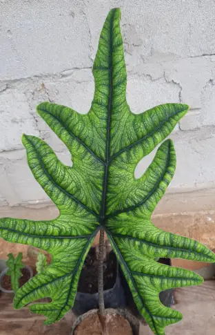 Alocasia Jacklyn starter plant with green veined leaves Terra Cotta Botanical Boutique on Tampa Home & Garden Store