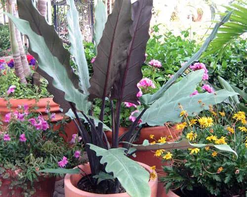 Alocasia Lauterbachiana plant with long purple leaves in Terra Cotta Botanical Boutique pot on Tampa Home & Garden Store