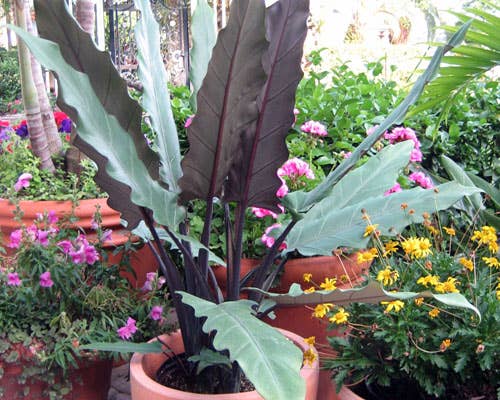 Alocasia Lauterbaachiana. - Tampa Home & Garden Store