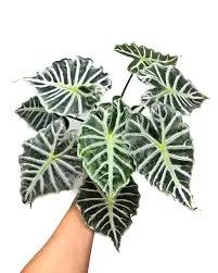 Alocasia Mandalay plant with bold white veins, dark green leaves on Tampa Home & Garden Store