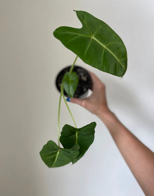 Alocasia Micholitziana Frydek plant with glossy green leaves and pale veins in black pot on Tampa Home & Garden Store