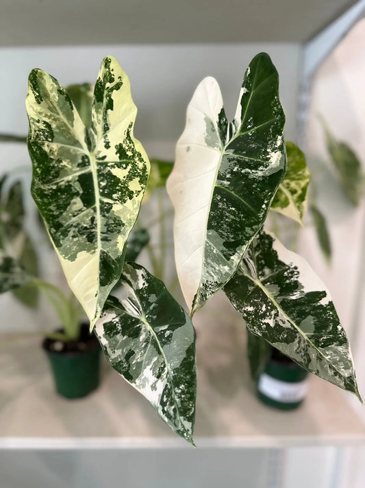 Alocasia Frydek variegated indoor plant, green and cream leaves in pot, Dirt Bag on Tampa Home & Garden Store