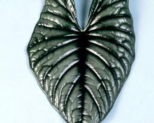 Alocasia Nebula Imperialis leaf, glossy dark green with bold silver-veined venation on Tampa Home & Garden Store