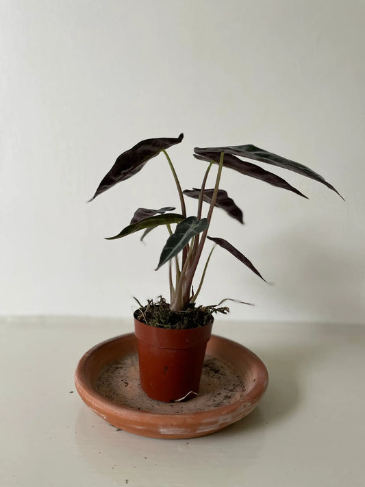 Alocasia Polly African Mask potted plant with dark leaves and pale stems in a terracotta pot on Tampa Home & Garden Store