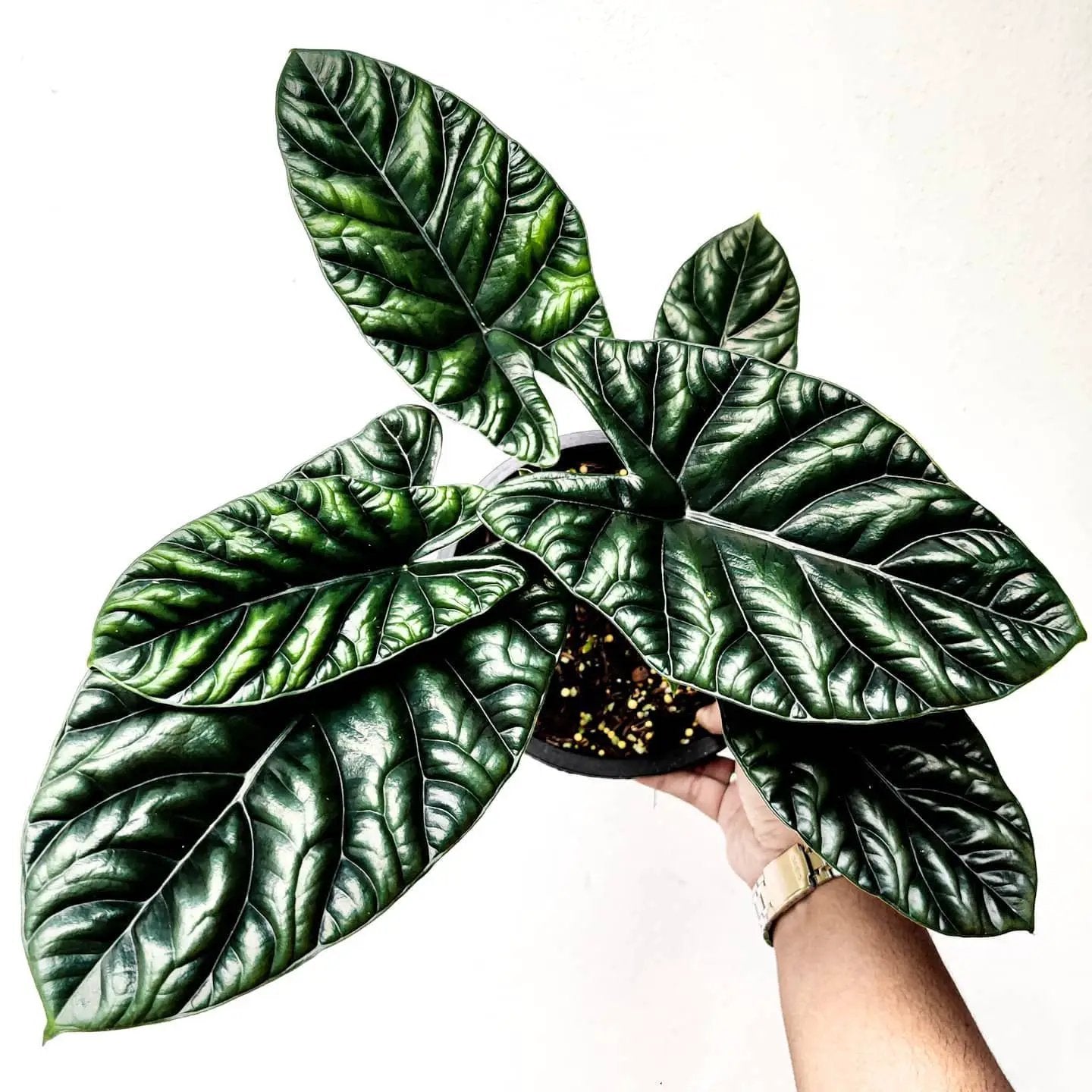 Alocasia Quilted Dreams Green Leaf Plant, potted indoor plant with glossy quilted leaves on Tampa Home & Garden Store
