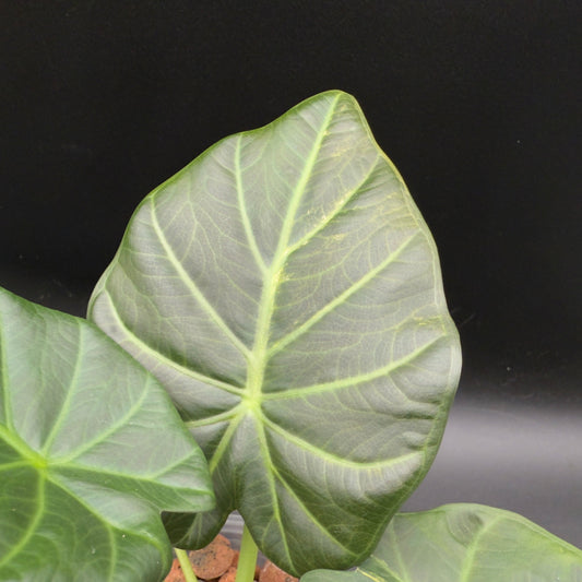 Alocasia Regal Shield Variegated (592) - Tampa Home & Garden Store