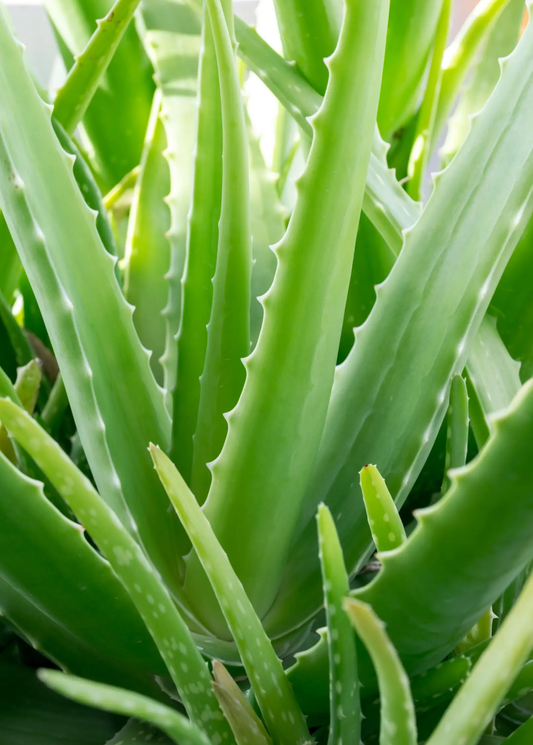 Aloe Vera plant with thick green, serrated succulent leaves for healing foliage on Tampa Home & Garden Store