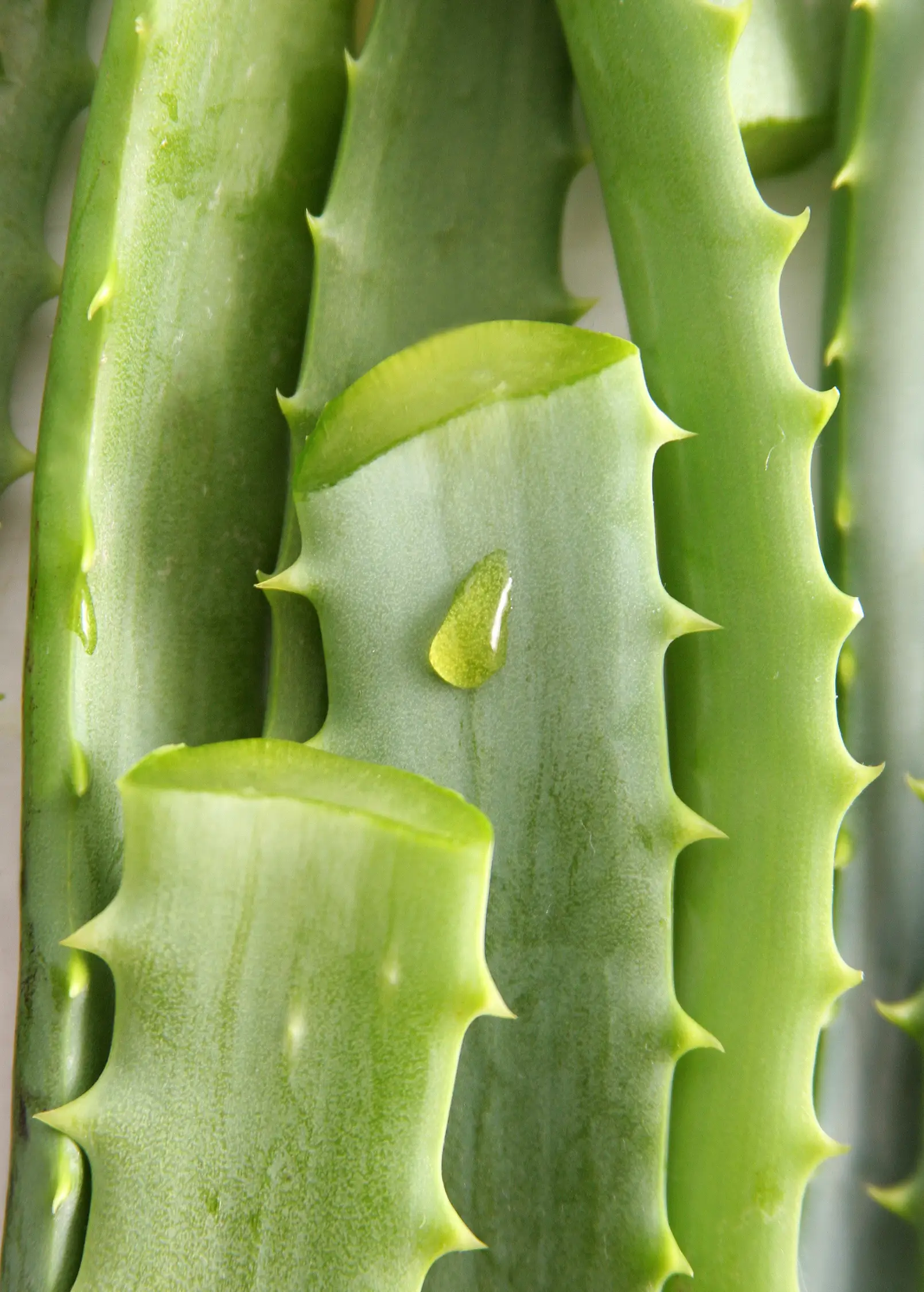 Aloe vera plant with fleshy green stems and serrated edges Sow Exotic herb on Tampa Home & Garden Store