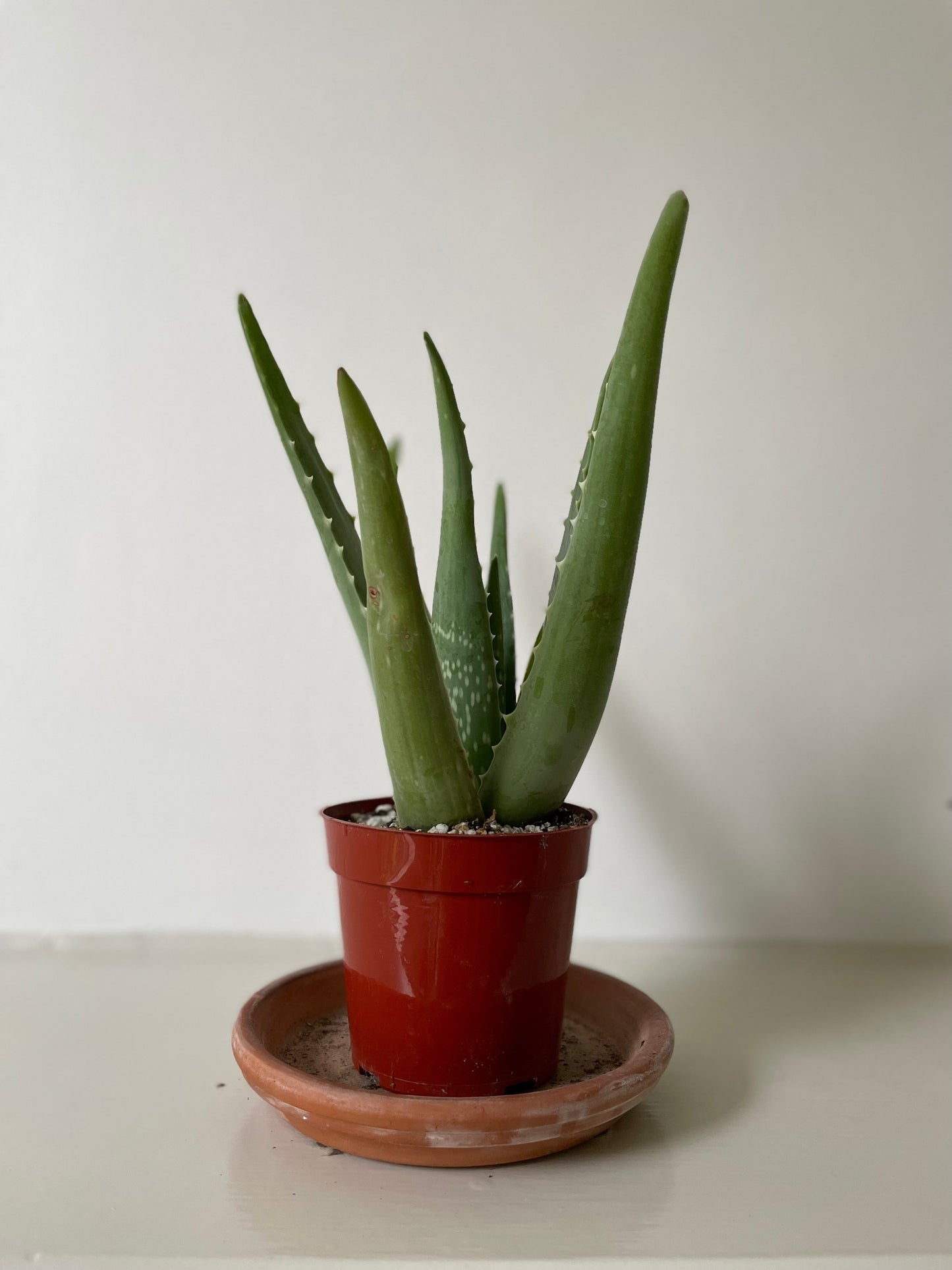 Aloe Vera - Tampa Home & Garden Store