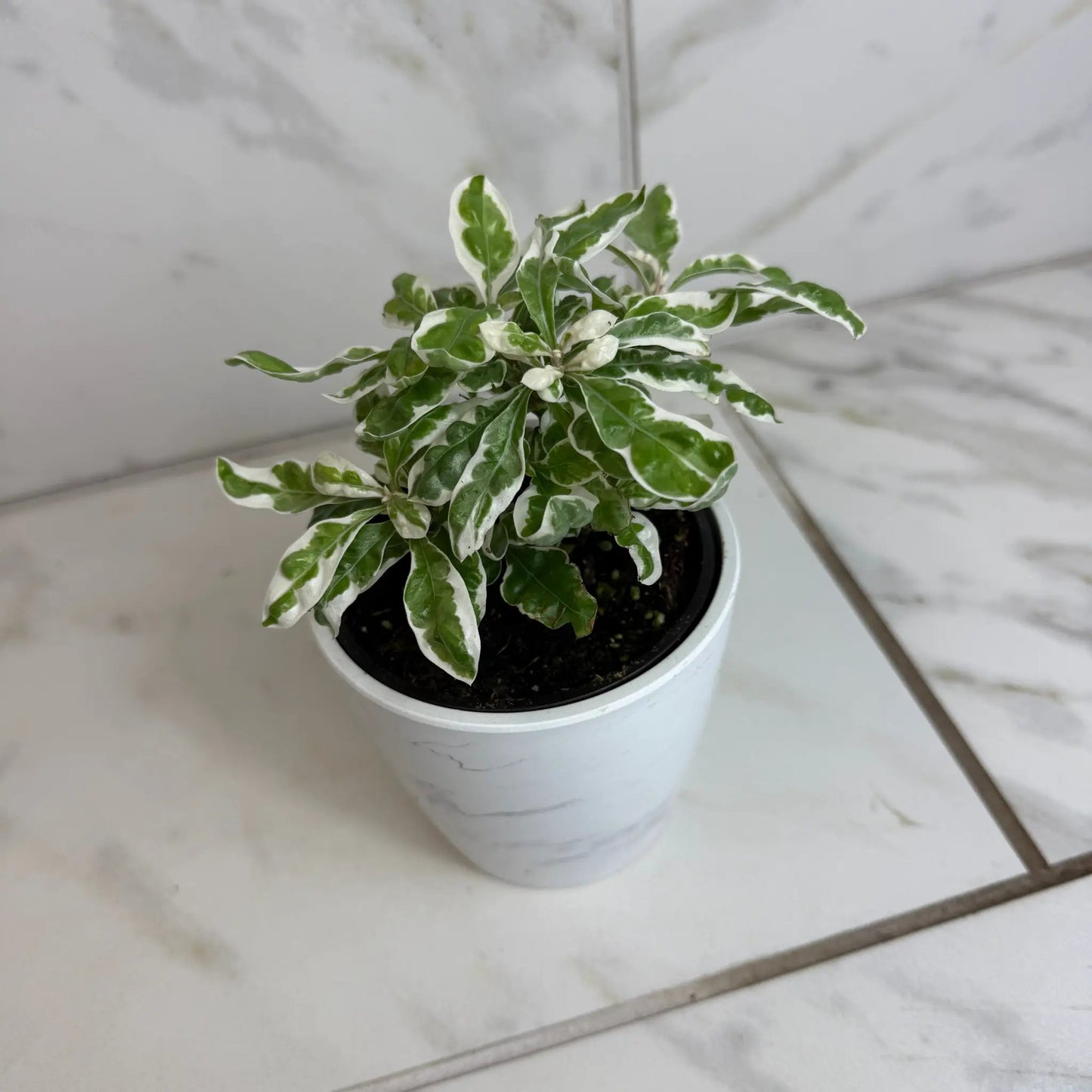 Alternanthera Snow Queen, 4" Plant - Tampa Home & Garden Store