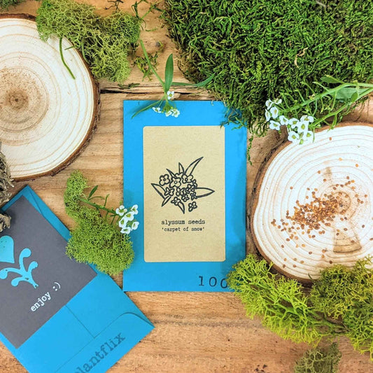 Alyssum Seeds - Tampa Home & Garden Store