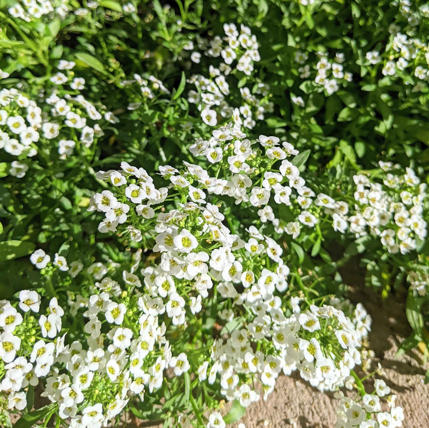 Alyssum Seeds - Tampa Home & Garden Store