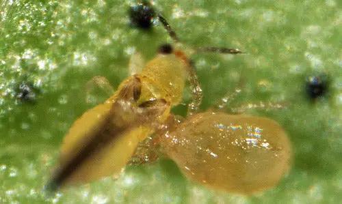 Orange Amblyseius swirskii predatory mites on leaves for whitefly, thrips and broad mite control on Tampa Home & Garden Store