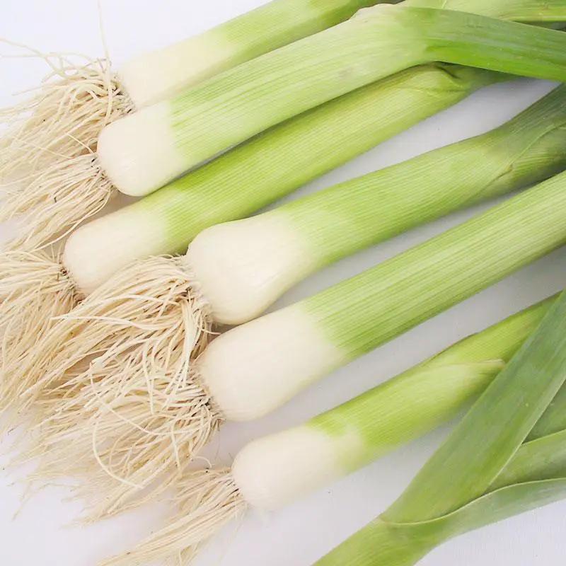 American Flag leeks with white bulbs and green stalks, roots, organic heirloom variety on Tampa Home & Garden Store