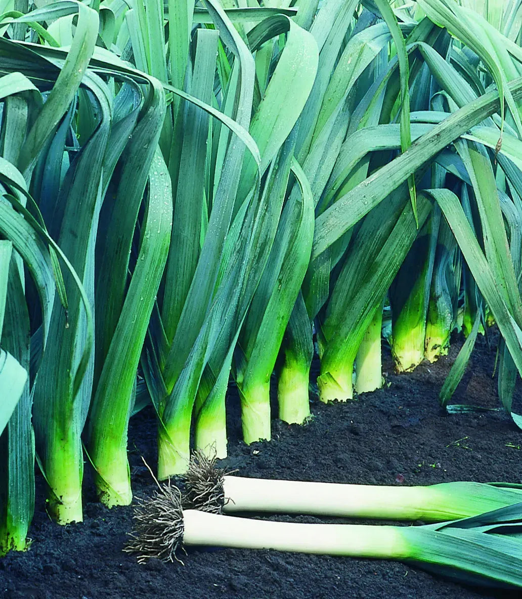 Large American Flag Leek plants with long green leaves and white bases growing in dark soil on Tampa Home & Garden Store