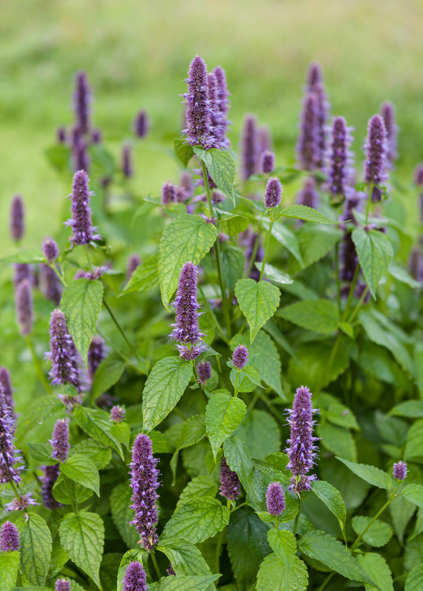 Anise Hyssop (Agastache foeniculum) - Tampa Home & Garden Store