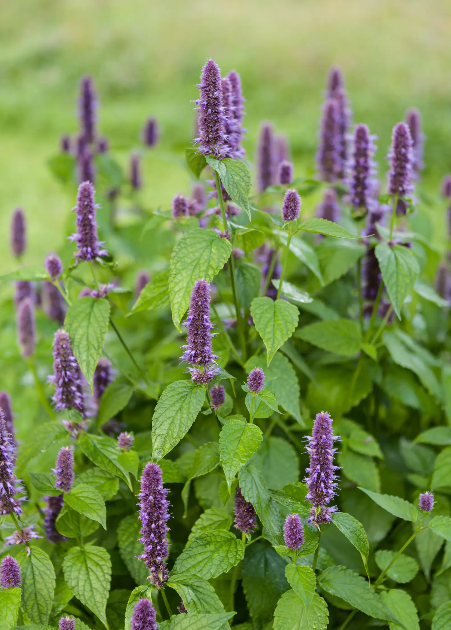 Anise Hyssop plant with purple flower spikes and bright green serrated leaves on Tampa Home & Garden Store