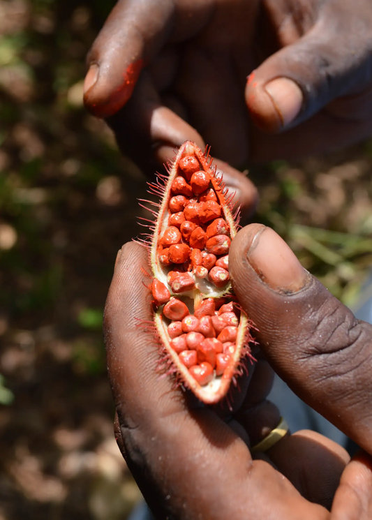 Annatto Achiote Tree Seeds opened hairy pod exposing bright red seeds held by hands on Tampa Home & Garden Store
