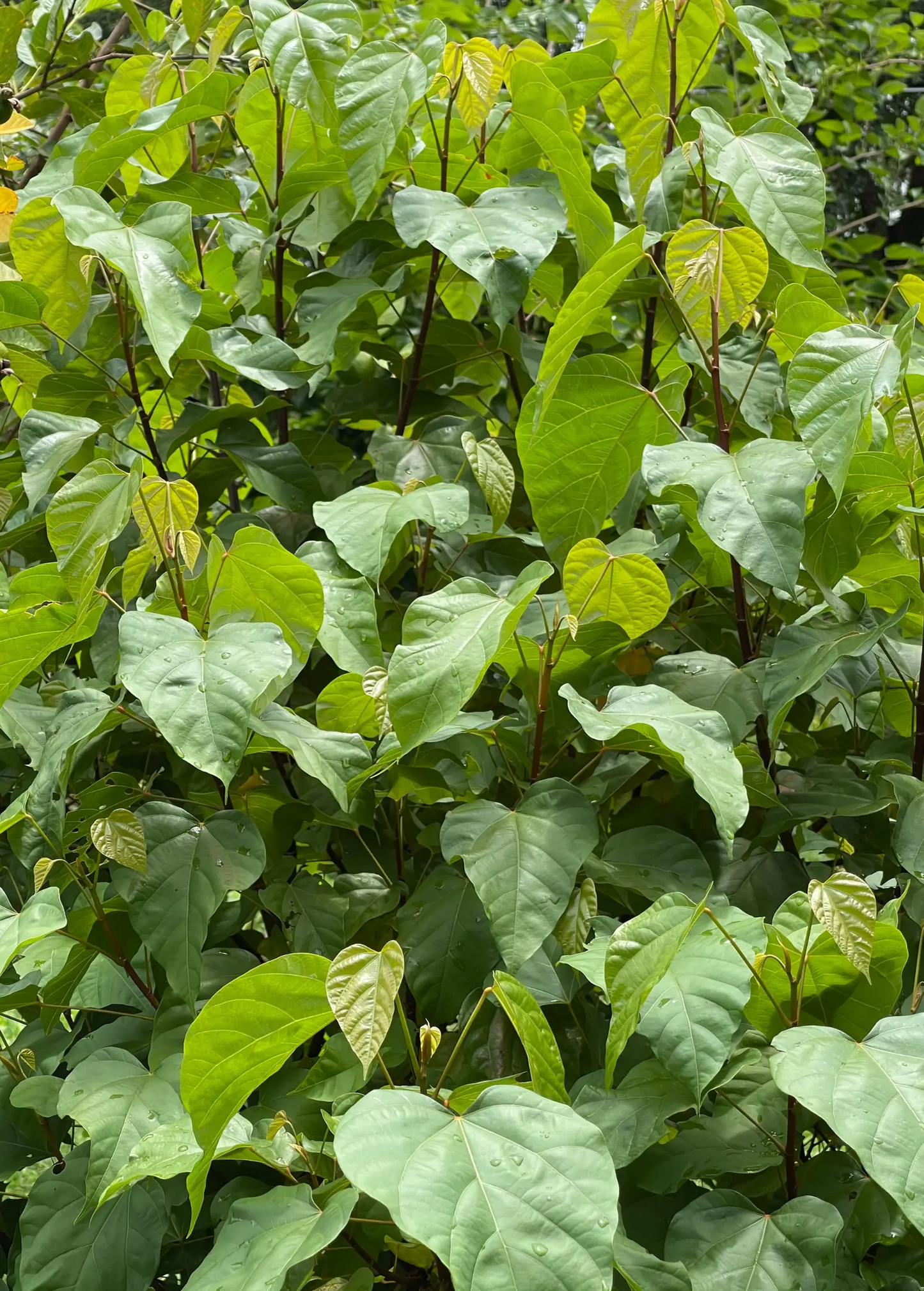 Annatto Achiote tree seeds plant with lush green heart-shaped leaves on Tampa Home & Garden Store