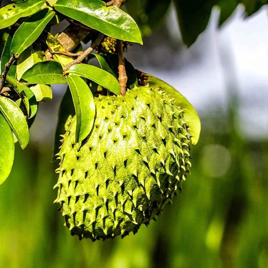 Annona muricata soursop fruit on branch with glossy green leaves and spiky rind on Tampa Home & Garden Store