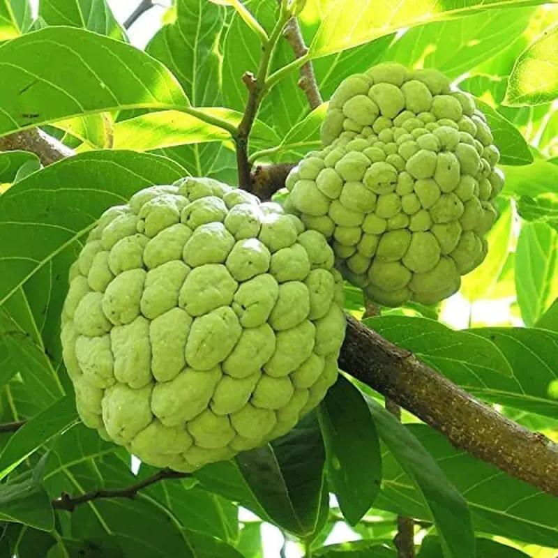 Sugar Apple Seeds Annona squamosa South Mountain Nursery with two large green sugar apples on a branch on Tampa Home & Garden Store