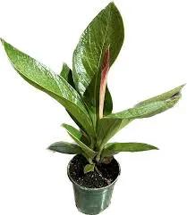 Anthurium Cobra Plant with glossy green leaves in a small green pot on Tampa Home & Garden Store