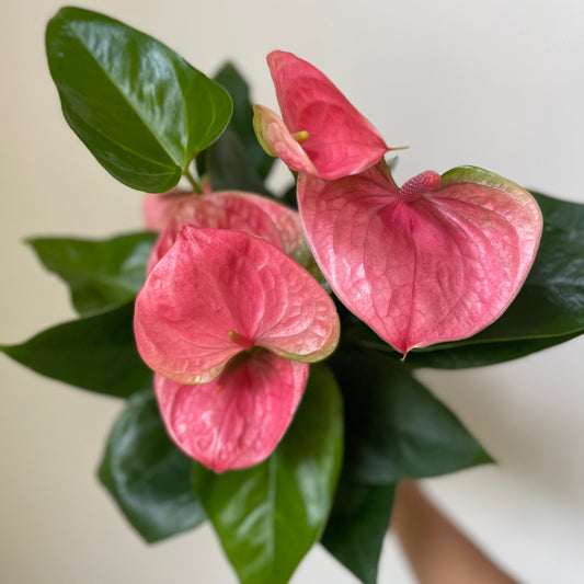 Anthurium 'Pink' - Tampa Home & Garden Store