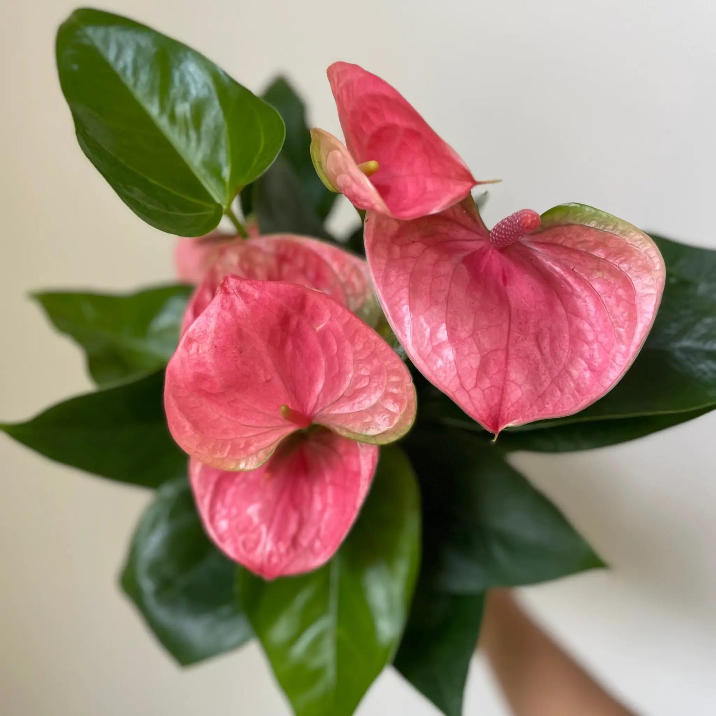 Anthurium 'Pink' - Tampa Home & Garden Store