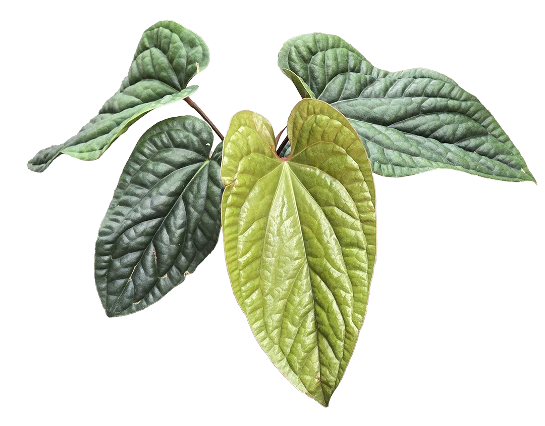 Anthurium Radicans × Luxurians houseplant with dark green mature leaves and lime new growth on Tampa Home & Garden Store