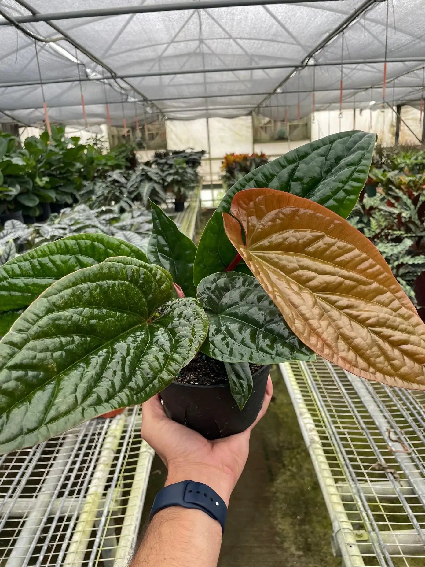 Anthurium Radicans x Luxurians plant with glossy dark green leaves and copper-bronze new leaf on Tampa Home & Garden Store