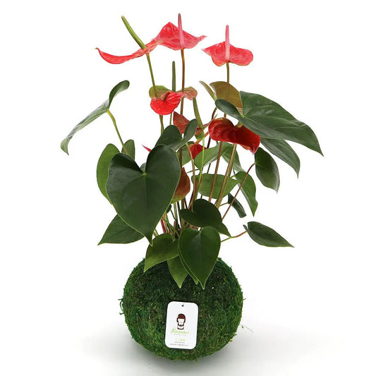 Kokedama Anthurium moss ball plant with red spathes and green leaves Kazumi Garden on Tampa Home & Garden Store