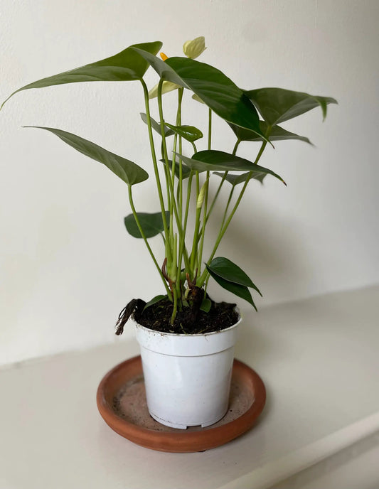 Anthurium white flowering potted houseplant with glossy green leaves on Tampa Home & Garden Store