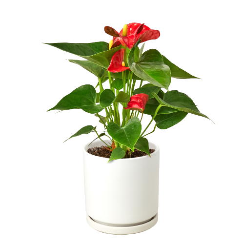Anthurium 'Red' - Tampa Home & Garden Store