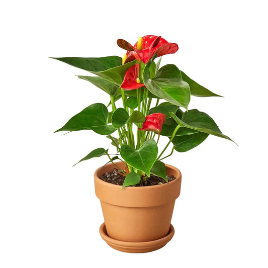 Anthurium Red Flamingo Flower indoor plant with red spathes and glossy green leaves in a pot on Tampa Home & Garden Store