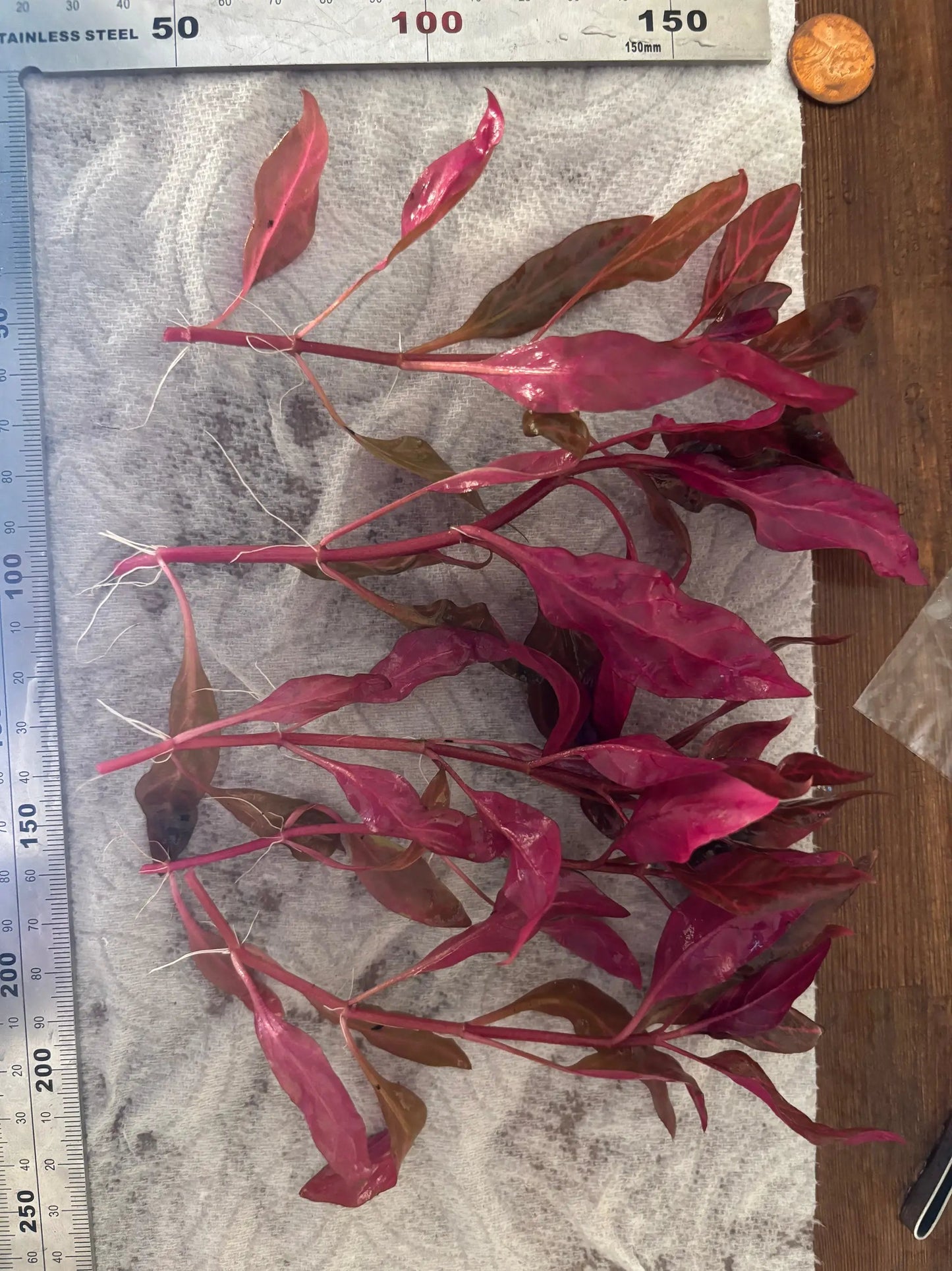 Alternanthera Rosanervig (6 stems) - Tampa Home & Garden Store