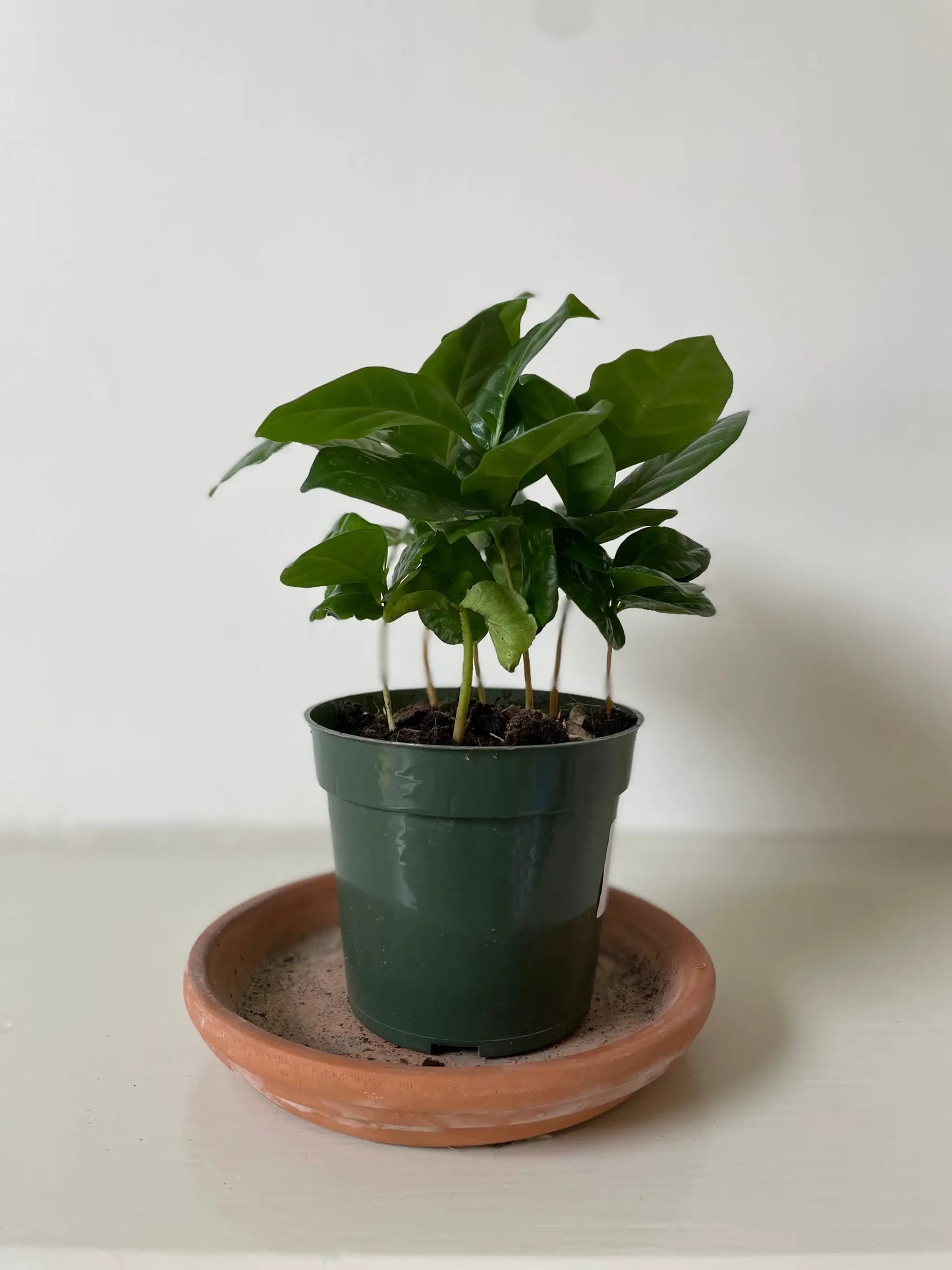 Arabica coffee plant, indoor potted houseplant with 6 stems, Dirt Bag on Tampa Home & Garden Store
